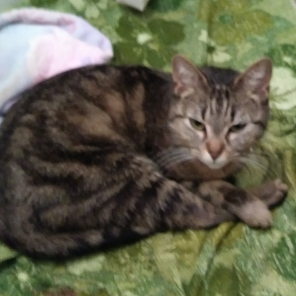 mifmika